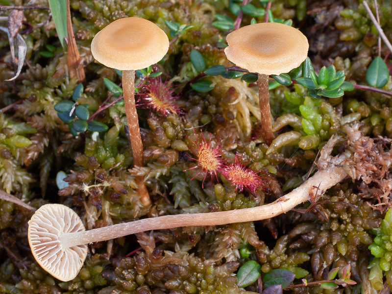 Hypholoma elongatum